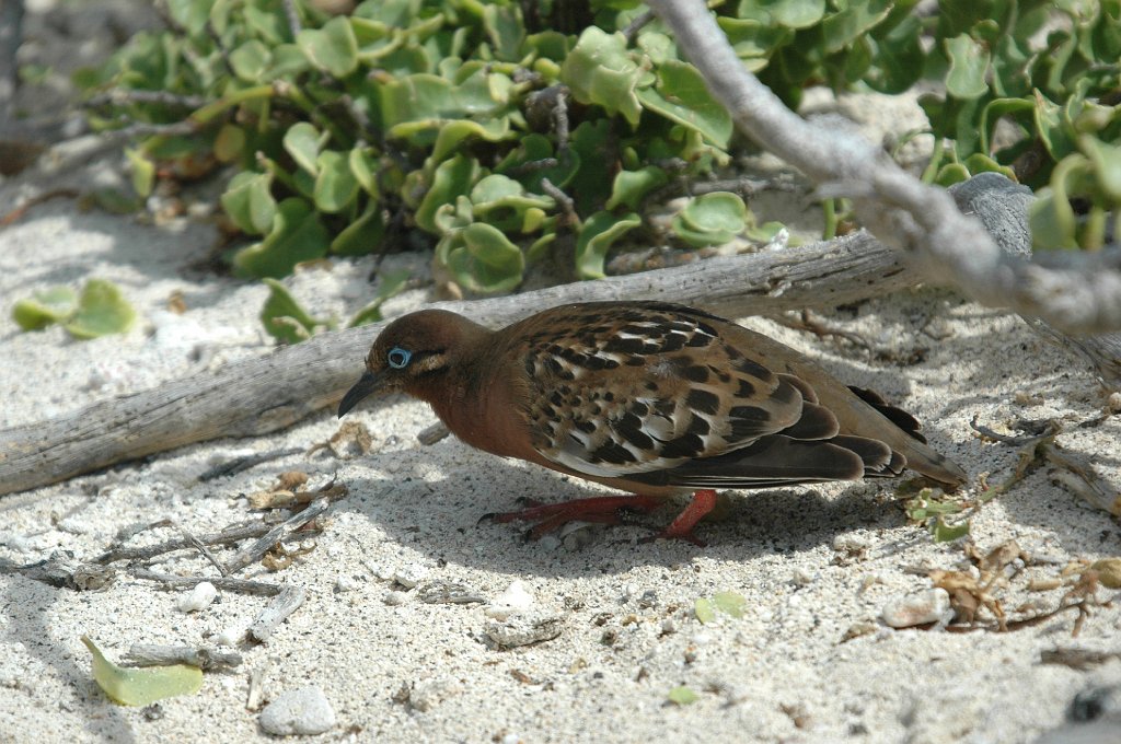 Dove, Galapagos, 2004-11045647.JPG - Galapagos Dove, Galapagos, 2004